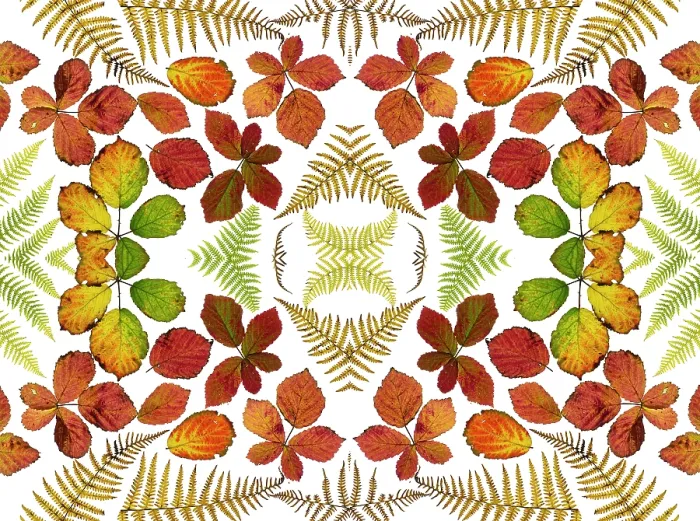 Framed Print : RF - Kaleidoscopic image of Bramble leaves (Rubus fruticosus) and bracken fronds changing colour in autumn. (This image may be licensed either as rights managed or royalty free.) Framed Print : RF - Kaleidoscopic image of Bramble leaves (Rubus fruticosus) and bracken fronds changing colour in autumn. (This image may be licensed either as rights managed or royalty free.)