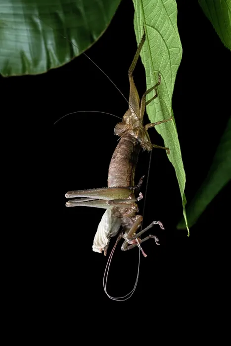 Framed Print : RF - Katydid (Idiarthron sp.) moulting, Limon, Costa Rica. (This image may be licensed either as rights managed or royalty free.)