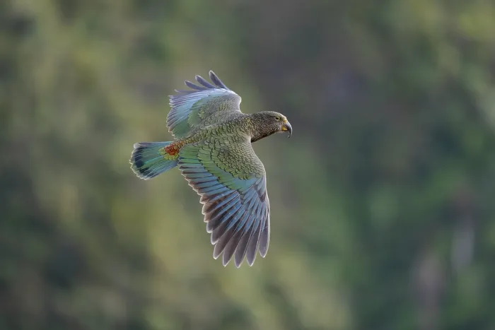 Framed Print : RF - Kea (Nestor notabilis) juvenile, in flight, Arthur's Pass National Park, South Island, New Zealand. May. Endangered Framed Print : RF - Kea (Nestor notabilis) juvenile, in flight, Arthur's Pass National Park, South Island, New Zealand. May. Endangered