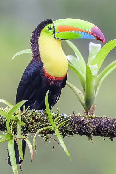 RF - Keel-billed toucan (Ramphastos sulfuratus) perched on branch. Boca Tapada, Costa Rica. (This image may be licensed either as rights managed or royalty free. )