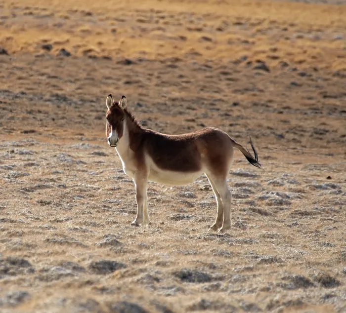 Framed Print : RF - Kiang (Equus kiang) standing in desert landscape, Hanle, Ladakh, India. (This image may be licensed either as rights managed or royalty free.)