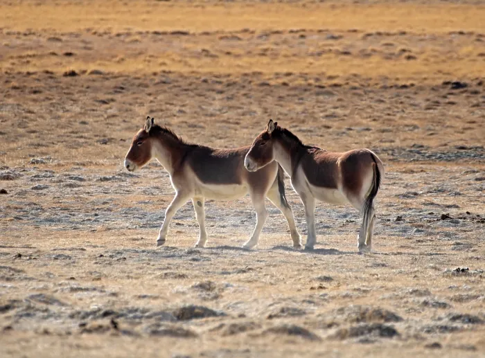Framed Print : RF - Two Kiangs (Equus kiang) standing in desert landscape, Hanle, Ladakh, India. (This image may be licensed either as rights managed or royalty free.) Framed Print : RF - Two Kiangs (Equus kiang) standing in desert landscape, Hanle, Ladakh, India. (This image may be licensed either as rights managed or royalty free.)