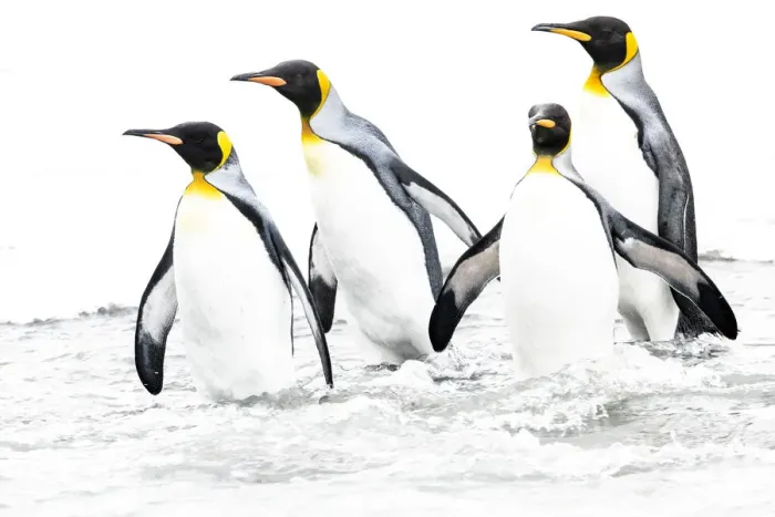 Framed Print : RF - King penguin (Aptenodytes patagonicus), four returning to sea. St Andrews Bay, South Georgia Framed Print : RF - King penguin (Aptenodytes patagonicus), four returning to sea. St Andrews Bay, South Georgia