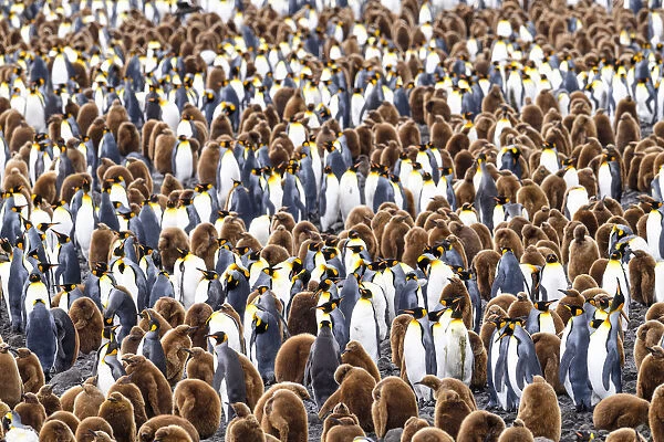 RF - King penguin (Aptenodytes patagonicus) colony with adults and juveniles. Salisbury Plain