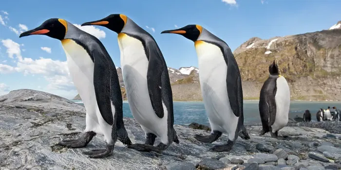 Framed Print : RF - King penguins (Aptenodytes patagonicus) at breeding colony. Gold Harbour, South Georgia, South Atlantic. (digitally stitched image) (This image may be licensed either as rights managed or royalty free.) Framed Print : RF - King penguins (Aptenodytes patagonicus) at breeding colony. Gold Harbour, South Georgia, South Atlantic. (digitally stitched image) (This image may be licensed either as rights managed or royalty free.)