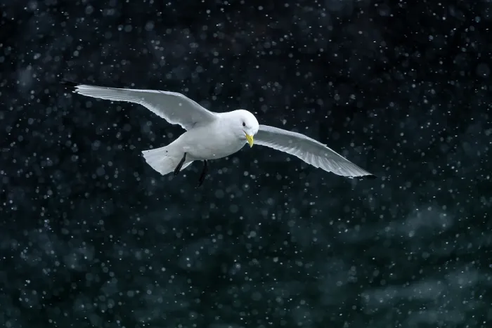 Framed Print : RF - Kittiwake (Rissa tridactyla) in flight during snowfall Hornoya, Varanger, Finnmark, Norway. March. (This image may be licensed either as rights managed or royalty free.) Framed Print : RF - Kittiwake (Rissa tridactyla) in flight during snowfall Hornoya, Varanger, Finnmark, Norway. March. (This image may be licensed either as rights managed or royalty free.)