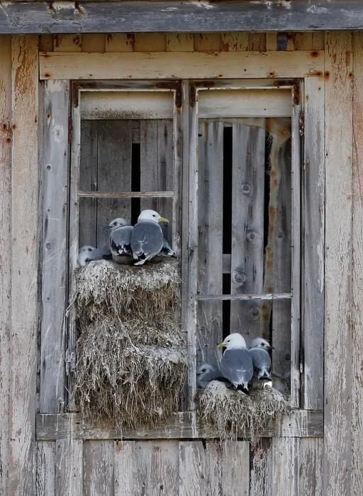 Framed Print : RF - Kittiwakes (Rissa tridactyla) nesting on a window in the city, Kiberg, Norway. July. (This image may be licensed either as rights managed or royalty free.) Framed Print : RF - Kittiwakes (Rissa tridactyla) nesting on a window in the city, Kiberg, Norway. July. (This image may be licensed either as rights managed or royalty free.)
