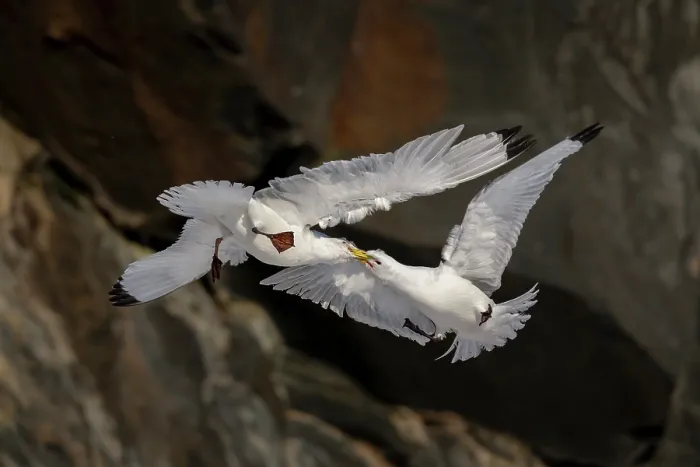 Framed Print : RF - Two Kittiwakes (Rissa tridactylus) in flight, fighting for nesting space and dominance, Hornoya, Varanger, Finnmark, Norway. March Framed Print : RF - Two Kittiwakes (Rissa tridactylus) in flight, fighting for nesting space and dominance, Hornoya, Varanger, Finnmark, Norway. March