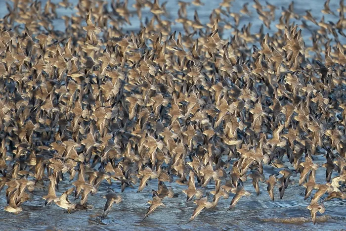 Framed Print : RF - Knot (Calidris canutus) flock in flight over water along the coast, Norfolk, England, UK.February. (This image may be licensed either as rights managed or royalty free.)