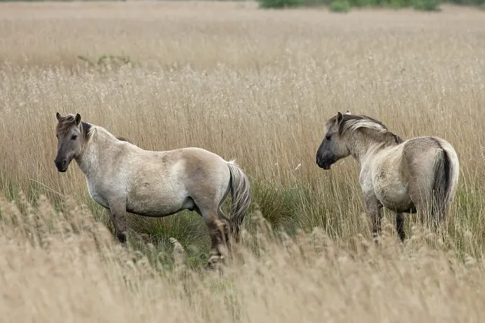 Framed Print : RF - Two Konik ponies (Equus ferus caballus) standing in long grass, Norfolk, UK. May. (This image may be licensed either as rights managed or royalty free.) Framed Print : RF - Two Konik ponies (Equus ferus caballus) standing in long grass, Norfolk, UK. May. (This image may be licensed either as rights managed or royalty free.)