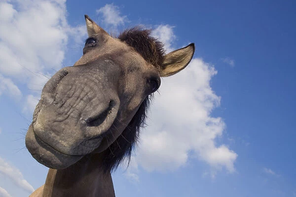 RF- Konik Wild Horse (Equus ferus caballus) low angle close up of head. The Netherlands