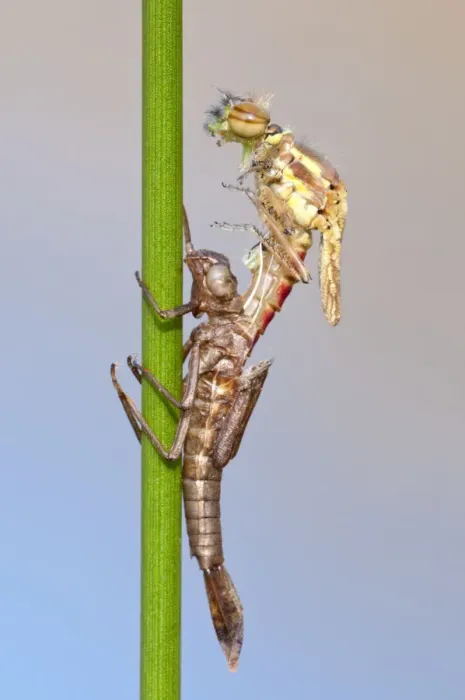 Framed Print : RF- Large red damselfly (Pyrrhosoma nymphula) emerging from nymphal case. Cornwall, UK Framed Print : RF- Large red damselfly (Pyrrhosoma nymphula) emerging from nymphal case. Cornwall, UK