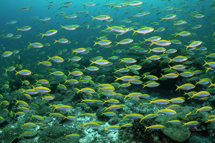 Framed Print : RF - Large school of Yellowback fusiliers (Caesio xanthonota) feeding on planktons in the current over the reefs of Burma Bank Framed Print : RF - Large school of Yellowback fusiliers (Caesio xanthonota) feeding on planktons in the current over the reefs of Burma Bank