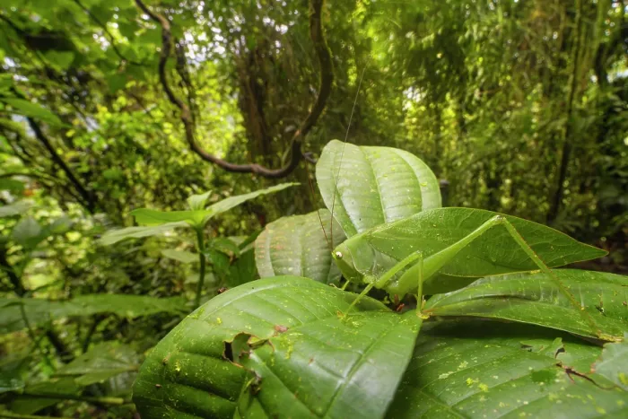Framed Print : RF - Leaf-mimic katydid (Tettigoniidae) camouflaged on a leaf, Kapari cloud forest, Choco, Pacific slope, Ecuador Framed Print : RF - Leaf-mimic katydid (Tettigoniidae) camouflaged on a leaf, Kapari cloud forest, Choco, Pacific slope, Ecuador