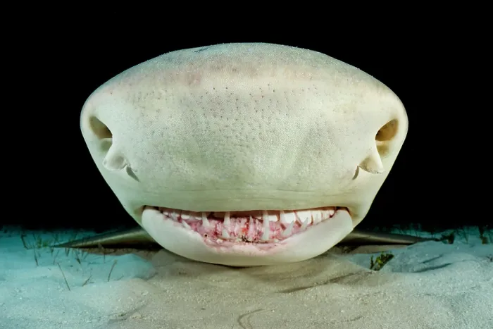 Framed Print : RF - Lemon shark (Negaprion brevirostris) resting on seabed, Little Bahama Bank, Grand Bahama Island, Bahamas, Atlantic Ocean. Controlled conditions Framed Print : RF - Lemon shark (Negaprion brevirostris) resting on seabed, Little Bahama Bank, Grand Bahama Island, Bahamas, Atlantic Ocean. Controlled conditions