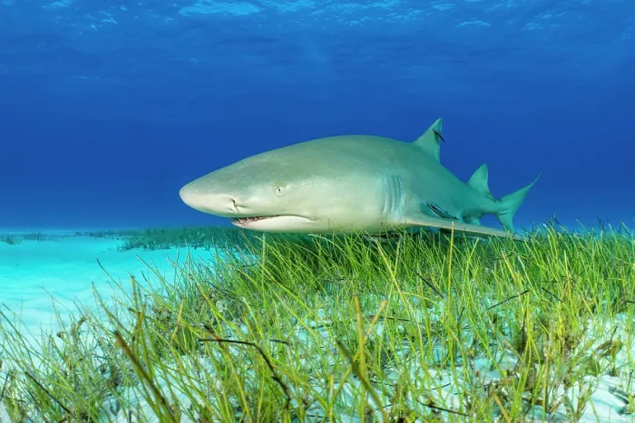 Framed Print : RF - Lemon shark (Negaprion brevirostris) swimming over Manatee grass (Syringodium filiforme) in shallow water, Little Bahama Bank, Grand Bahama Island, Bahamas, Atlantic Ocean Framed Print : RF - Lemon shark (Negaprion brevirostris) swimming over Manatee grass (Syringodium filiforme) in shallow water, Little Bahama Bank, Grand Bahama Island, Bahamas, Atlantic Ocean