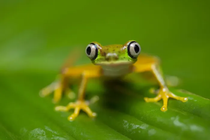 Framed Print : RF - Lemur Leaf Frog (Agalychnis lemur) in rainforest. Central Caribbean foothills, Costa Rica Framed Print : RF - Lemur Leaf Frog (Agalychnis lemur) in rainforest. Central Caribbean foothills, Costa Rica