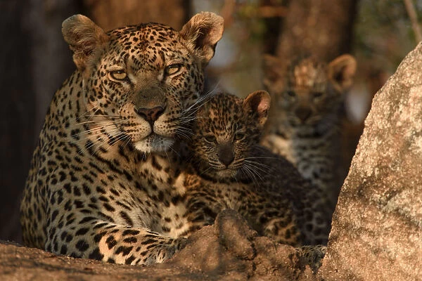 RF - Leopard (Panthera pardus) mother with cubs, Londolozi Private Game Reserve