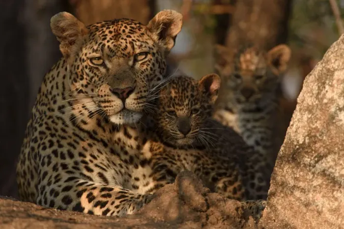 Framed Print : RF - Leopard (Panthera pardus) mother with cubs, Londolozi Private Game Reserve