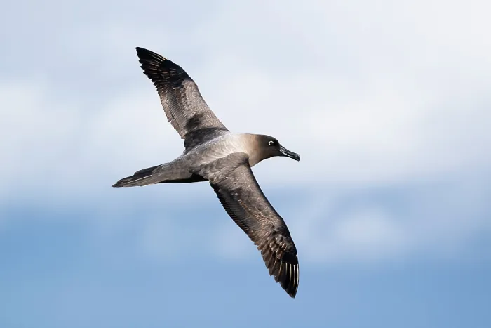 Framed Print : RF - Light-mantled sooty albatross (Phoebetria palpebrata) gliding over the Southern Ocean, south of Macquarie Island Framed Print : RF - Light-mantled sooty albatross (Phoebetria palpebrata) gliding over the Southern Ocean, south of Macquarie Island