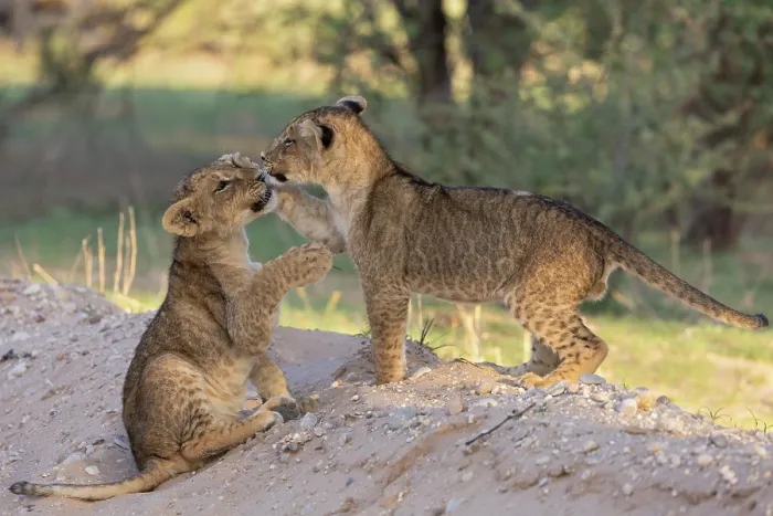 Framed Print : RF - Two Lion (Panthera leo) cubs playing, Kgalagadi Transfrontier Park, Northern Cape, South Africa. (This image may be licensed either as rights managed or royalty free.) Framed Print : RF - Two Lion (Panthera leo) cubs playing, Kgalagadi Transfrontier Park, Northern Cape, South Africa. (This image may be licensed either as rights managed or royalty free.)