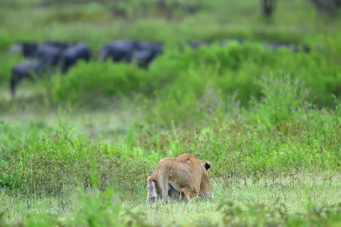 Framed Print : RF - Lion (Panthera leo) female, stalking a herd of White-bearded wildebeest (Connochaetes taurinus), Ndutu area, Ngorongoro Conservation Area (NCA) / Serengeti border, Tanzania Framed Print : RF - Lion (Panthera leo) female, stalking a herd of White-bearded wildebeest (Connochaetes taurinus), Ndutu area, Ngorongoro Conservation Area (NCA) / Serengeti border, Tanzania