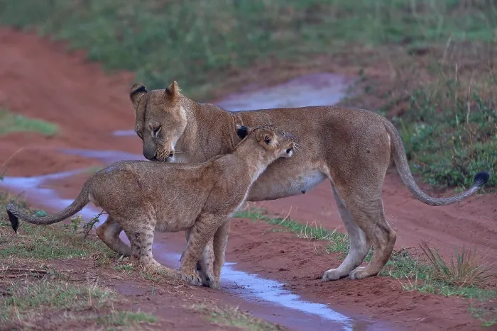 Framed Print : RF - Lion (Panthera leo) female with cub, standing on wet dirt track after the rain, Uganda (This image may be licensed either as rights managed or royalty free.) Framed Print : RF - Lion (Panthera leo) female with cub, standing on wet dirt track after the rain, Uganda (This image may be licensed either as rights managed or royalty free.)