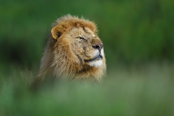 Framed Print : RF - Lion (Panthera leo) male, one of dominant coalition of five males, head portrait, Ndutu area, Ngorongoro Conservation Area (NCA) / Serengeti border, Tanzania Framed Print : RF - Lion (Panthera leo) male, one of dominant coalition of five males, head portrait, Ndutu area, Ngorongoro Conservation Area (NCA) / Serengeti border, Tanzania