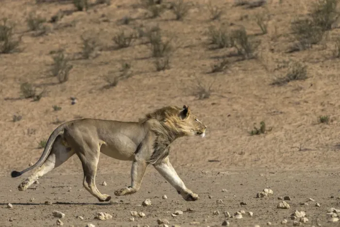 Framed Print : RF - Lion (Panthera leo) male running in desert, Kgalagadi Transfrontier Park, South Africa Framed Print : RF - Lion (Panthera leo) male running in desert, Kgalagadi Transfrontier Park, South Africa