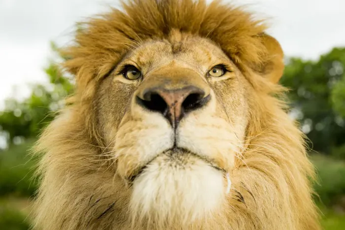 Framed Print : RF - Lion (Panthera leo) portrait, looking proud, Captive Framed Print : RF - Lion (Panthera leo) portrait, looking proud, Captive