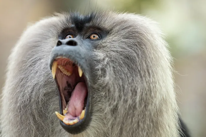 Framed Print : RF - Lion-tailed macaque (Macaca silenus) with mouth open wide, head portrait, Valparai, Tamil Nadu, India. Endangered Framed Print : RF - Lion-tailed macaque (Macaca silenus) with mouth open wide, head portrait, Valparai, Tamil Nadu, India. Endangered