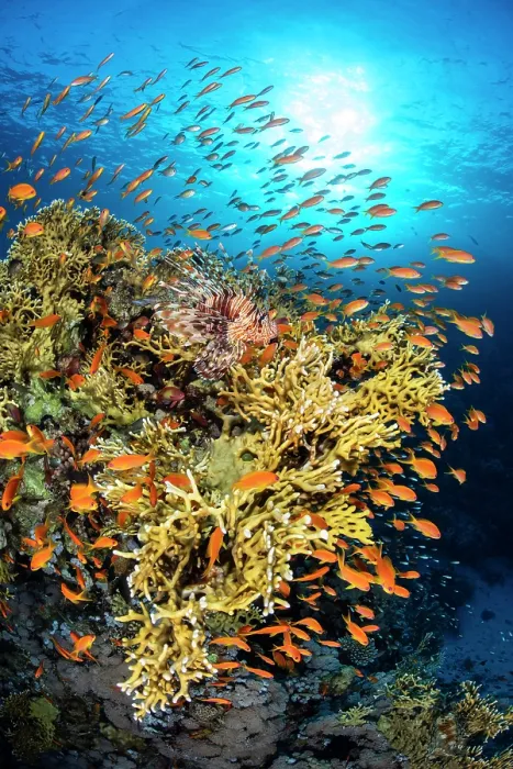 Framed Print : RF - Lionfish (Pterois volitans) camouflaged on coral head, stalking shoal of Scalefin anthias (Pseudanthias squamipinnis), Abu Nuhas Reef, Egypt, Strait of Gubal, Red Sea Framed Print : RF - Lionfish (Pterois volitans) camouflaged on coral head, stalking shoal of Scalefin anthias (Pseudanthias squamipinnis), Abu Nuhas Reef, Egypt, Strait of Gubal, Red Sea