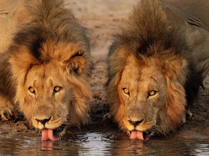 Framed Print : RF - Two Lions (Panthera leo) male brothers, drinking at waterhole, Dinaka Lodge, Dinaka Private Game Reserve, Northern Kalahari, Botswana Framed Print : RF - Two Lions (Panthera leo) male brothers, drinking at waterhole, Dinaka Lodge, Dinaka Private Game Reserve, Northern Kalahari, Botswana