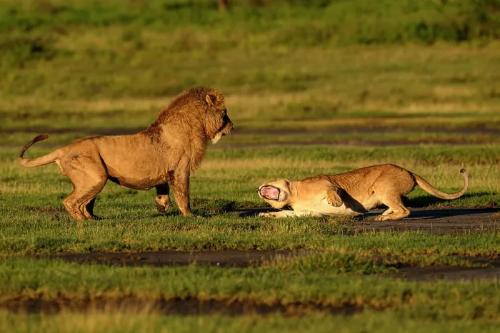 Framed Print : RF - Lions (Panthera leo) pair, pre-courtship aggressive interaction in early morning light, Ndutu area, Ngorongoro Conservation Area (NCA) / Serengeti border, Tanzania Framed Print : RF - Lions (Panthera leo) pair, pre-courtship aggressive interaction in early morning light, Ndutu area, Ngorongoro Conservation Area (NCA) / Serengeti border, Tanzania