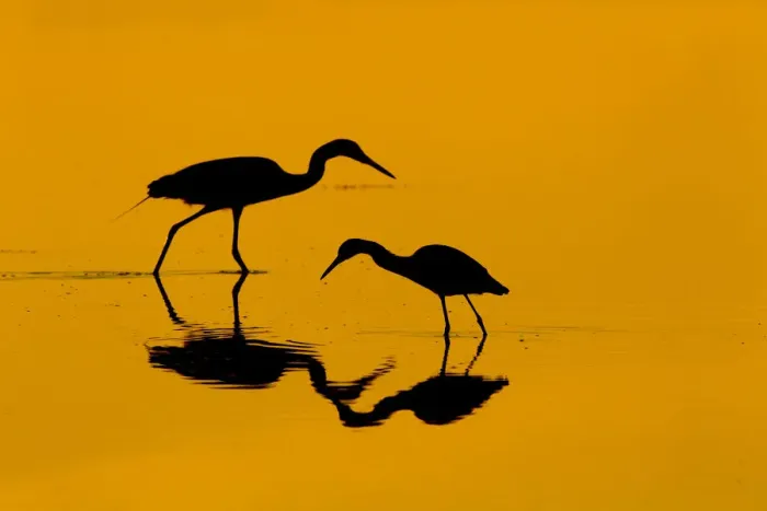 Framed Print : RF- Little blue heron (Egretta caerulea) and Great egret (Ardea alba) in lagoon at sunrise Framed Print : RF- Little blue heron (Egretta caerulea) and Great egret (Ardea alba) in lagoon at sunrise