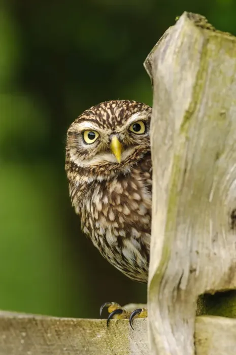 Framed Print : RF - Little owl (Athene noctua) on fence post in farmland, Surrey, England Framed Print : RF - Little owl (Athene noctua) on fence post in farmland, Surrey, England