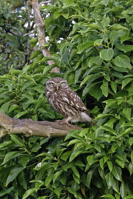 Framed Print : RF - Little owl (Athene noctua) perched on branch, Norfolk, England, UK. June. (This image may be licensed either as rights managed or royalty free.) Framed Print : RF - Little owl (Athene noctua) perched on branch, Norfolk, England, UK. June. (This image may be licensed either as rights managed or royalty free.)