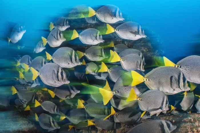 Framed Print : RF - Long exposure of a school of yellowtail surgeonfish (Prionurus punctatus) Framed Print : RF - Long exposure of a school of yellowtail surgeonfish (Prionurus punctatus)