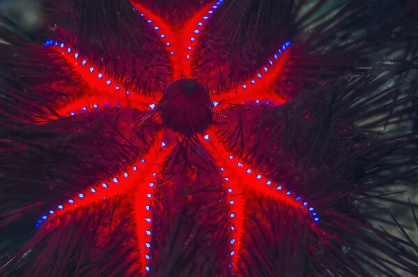 RF - Long-spined sea urchin (Astropyga radiata)