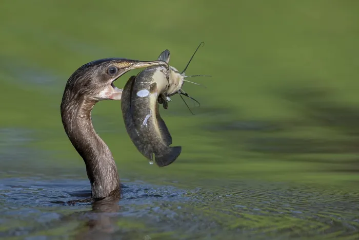 Framed Print : RF - Long-tailed cormorant (Phalacrocorax africanus) in water with catfish prey in beak, Allahein river, The Gambia Framed Print : RF - Long-tailed cormorant (Phalacrocorax africanus) in water with catfish prey in beak, Allahein river, The Gambia