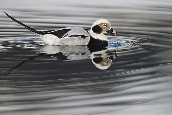 RF - Long-tailed duck or Old-squaw (Clangula hyemalis) male, Varanger Peninsula, Norway