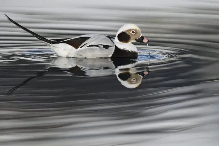 Framed Print : RF - Long-tailed duck or Old-squaw (Clangula hyemalis) male, Varanger Peninsula, Norway Framed Print : RF - Long-tailed duck or Old-squaw (Clangula hyemalis) male, Varanger Peninsula, Norway