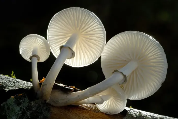 Framed Print : RF- Looking up under the gills of toadstools of Porcelain fungus (Oudemansiella mucida) Framed Print : RF- Looking up under the gills of toadstools of Porcelain fungus (Oudemansiella mucida)