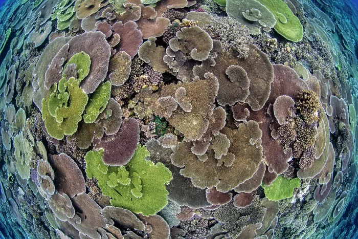 Framed Print : RF - Looking down on the top of a submerged reef covered in Corals (Acropora sp)