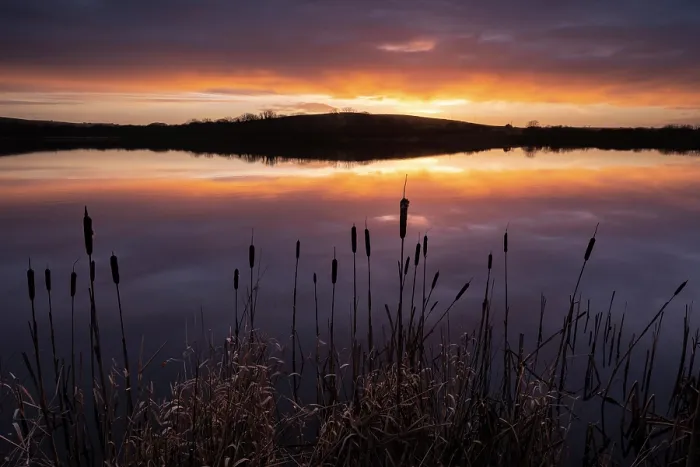 Framed Print : RF - Lower Tamar Lake, silhouetted reeds and reflection at sunrise, Cornwall, England, UK. February, 2023. (This image may be licensed either as rights managed or royalty free.) Framed Print : RF - Lower Tamar Lake, silhouetted reeds and reflection at sunrise, Cornwall, England, UK. February, 2023. (This image may be licensed either as rights managed or royalty free.)