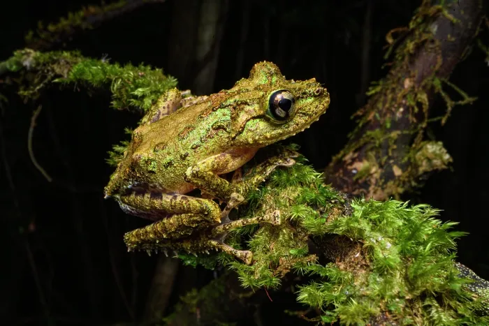 Framed Print : RF - Madagascar mossy frog (Spinomantis aglavei) resting on moss-covered branch at night, Maromizaha Forest, near Andasibe-Mantadia National Park, eastern Madagascar Framed Print : RF - Madagascar mossy frog (Spinomantis aglavei) resting on moss-covered branch at night, Maromizaha Forest, near Andasibe-Mantadia National Park, eastern Madagascar