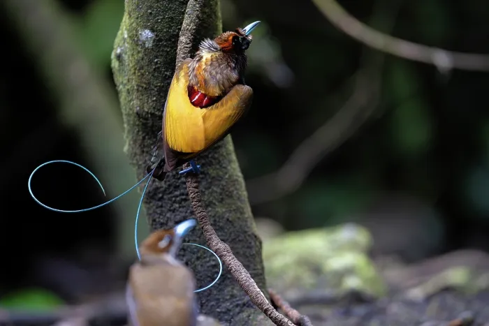 Framed Print : RF - Magnificent bird of paradise (Diphyllodes magnificus) male perched on branch with female below, Arfak, West Papua Framed Print : RF - Magnificent bird of paradise (Diphyllodes magnificus) male perched on branch with female below, Arfak, West Papua