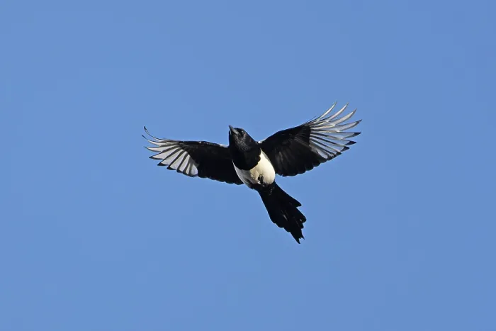 Framed Print : RF - Magpie (Pica pica) in flight against blue sky, Norfolk, UK. March. (This image may be licensed either as rights managed or royalty free.) Framed Print : RF - Magpie (Pica pica) in flight against blue sky, Norfolk, UK. March. (This image may be licensed either as rights managed or royalty free.)