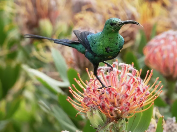 Framed Print : RF - Malachite sunbird (Nectarinia famosa) male, perched on a Sugarbush (Protea sp.) flower head cleaning its tongue after feeding, Malgas, Cape Province, South Africa Framed Print : RF - Malachite sunbird (Nectarinia famosa) male, perched on a Sugarbush (Protea sp.) flower head cleaning its tongue after feeding, Malgas, Cape Province, South Africa