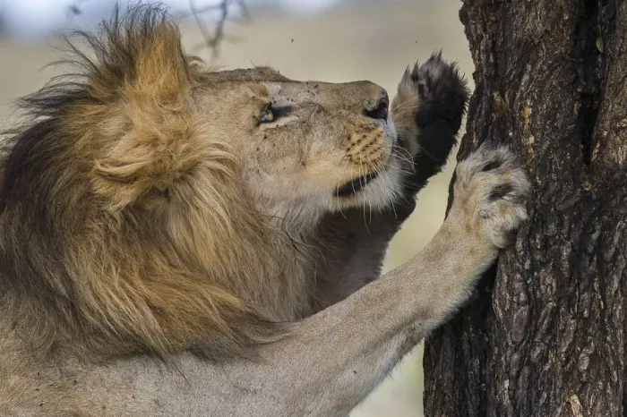 Framed Print : RF - Male African lion (Panthera leo) scratching tree at Big Marsh, Nogorongoro Conservation